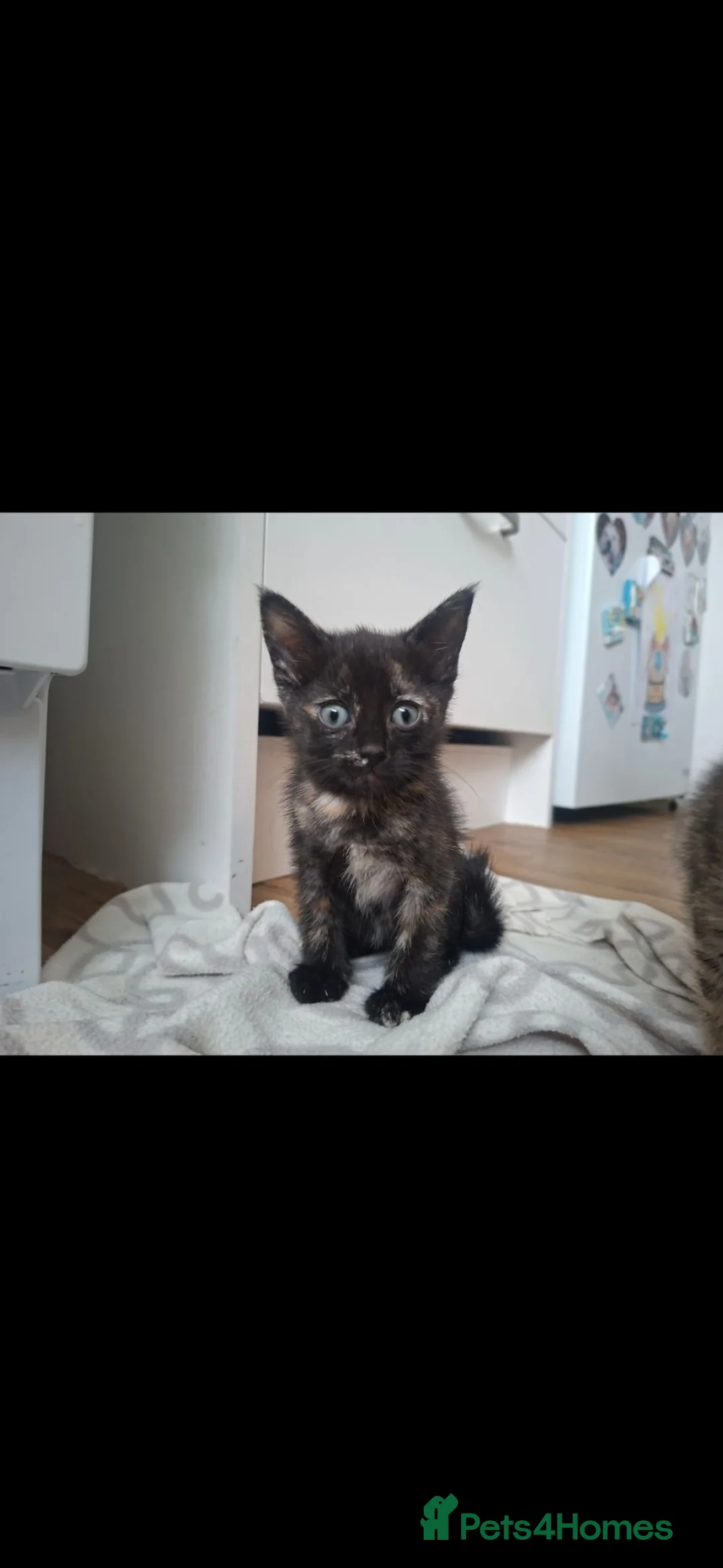 Mixed Breed cats for sale: 1 LOVELY FEMALE KITTEN💕 - Advert 11