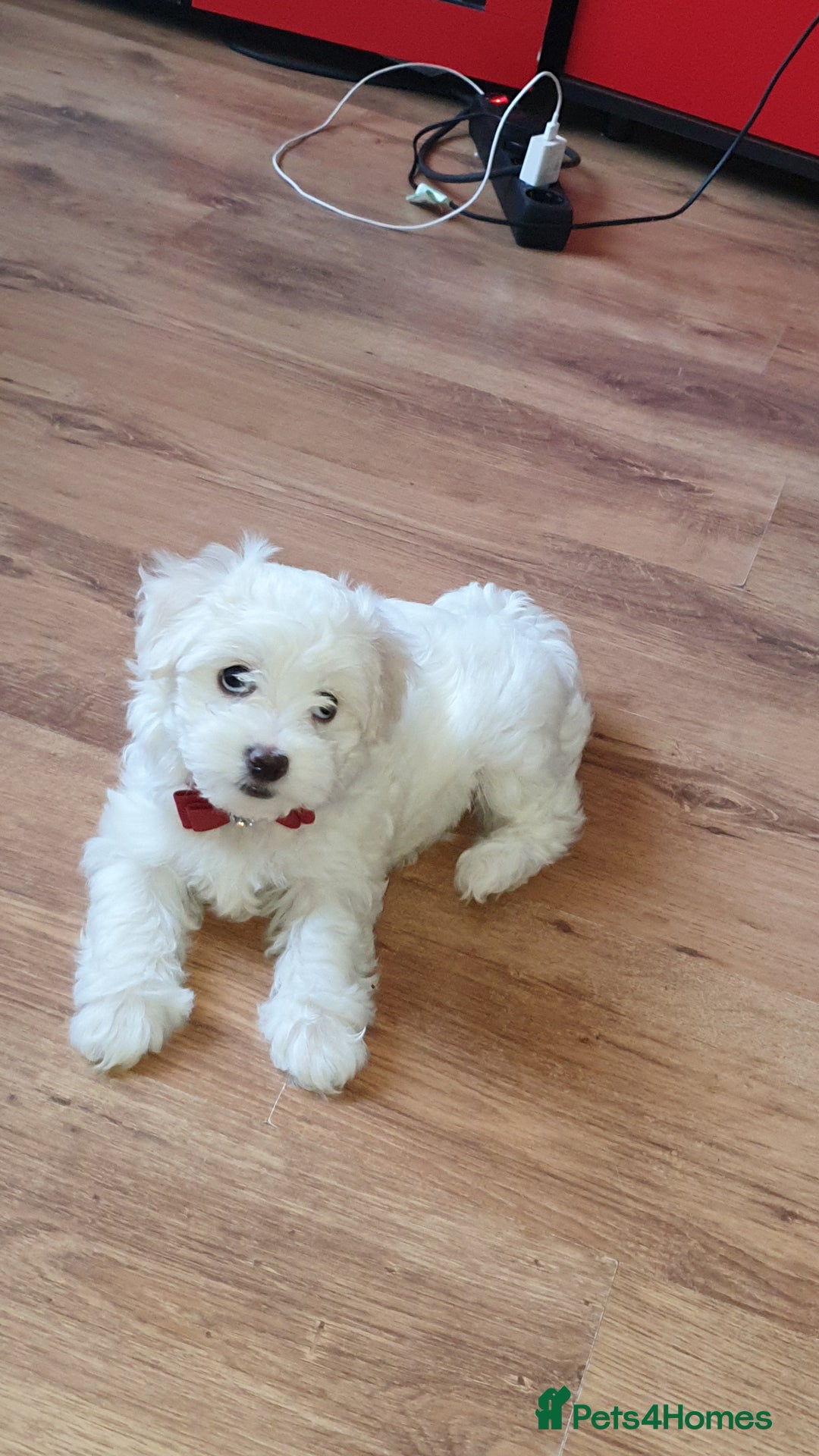 Maltese dogs for sale: Bichonul Maltese - Image 8