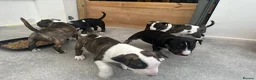 English Bull Terrier dogs for sale: Stunning English bull terrier puppies  - Advert 14