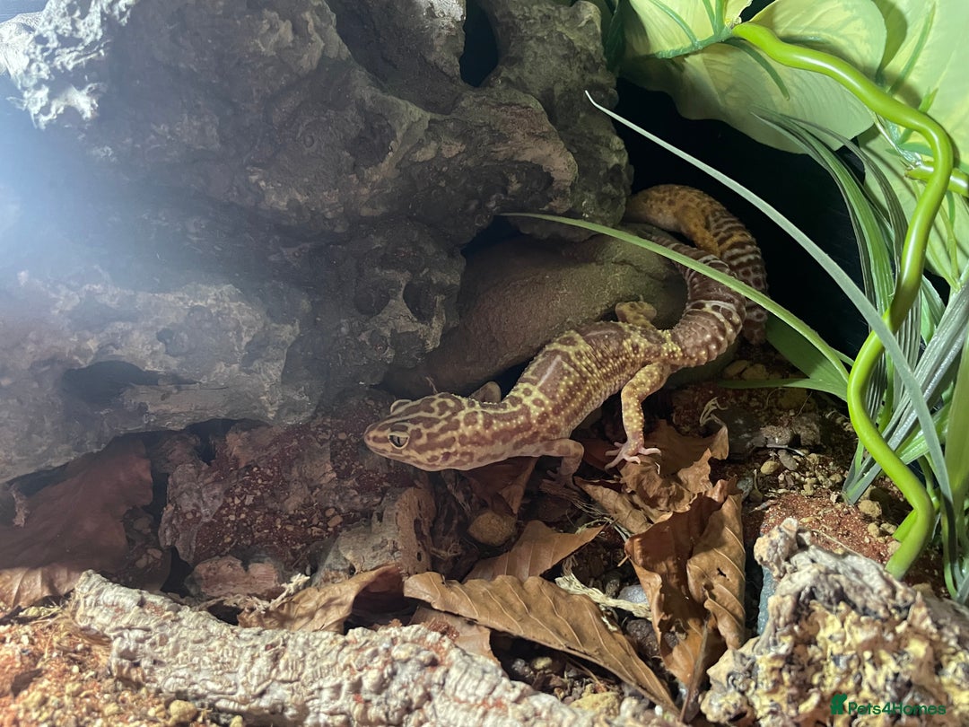 Leopard Gecko reptiles for sale: 2 Female Leopard Geckos (4 years old) – Full Setup - Advert 14