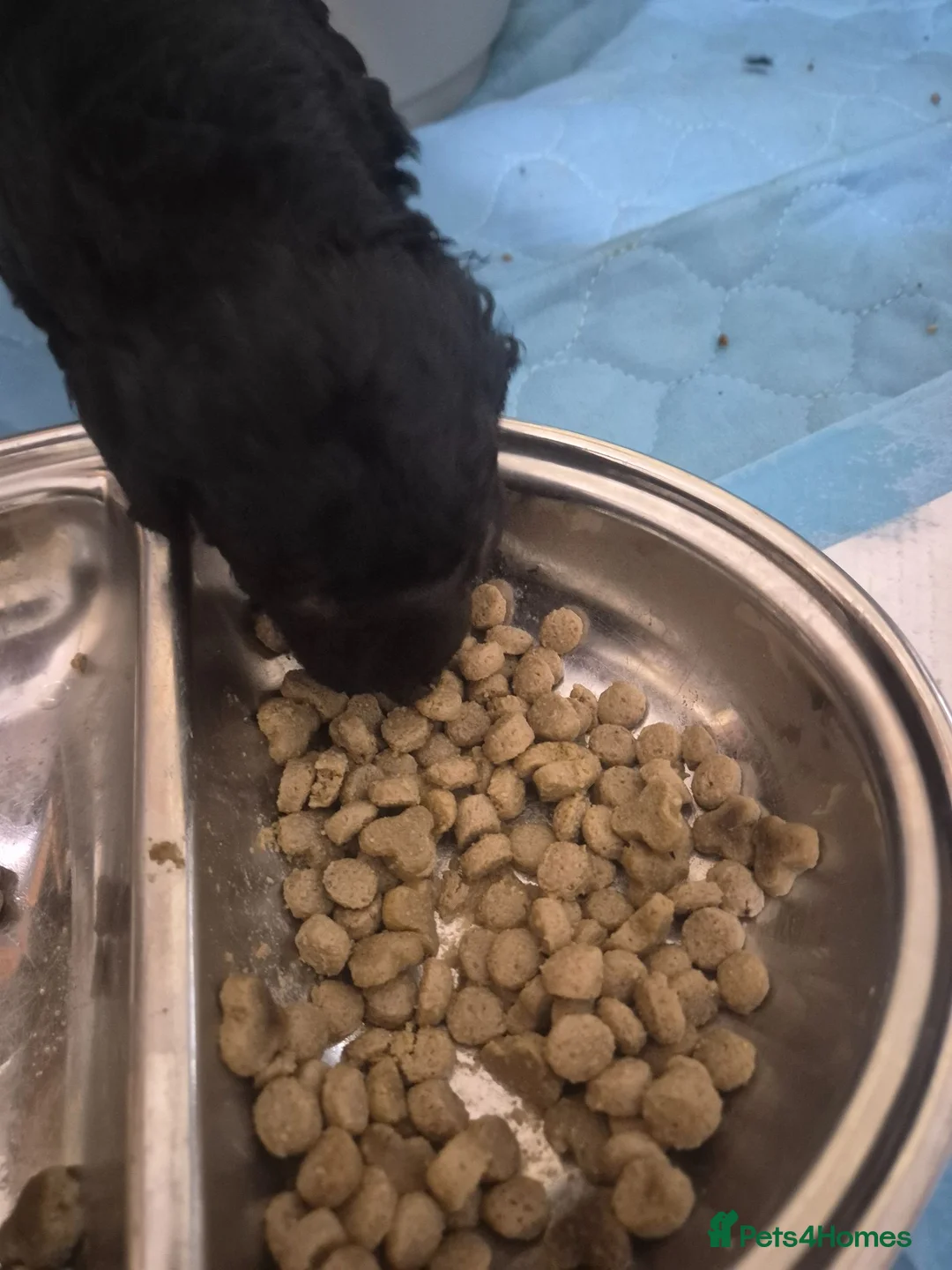 Toy Poodle dogs for sale: Stunning Phantom Toy Poodles  - Advert 2