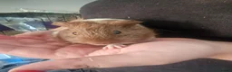 Guinea Pig rodents for sale: Male guinea pigs  - Advert 2