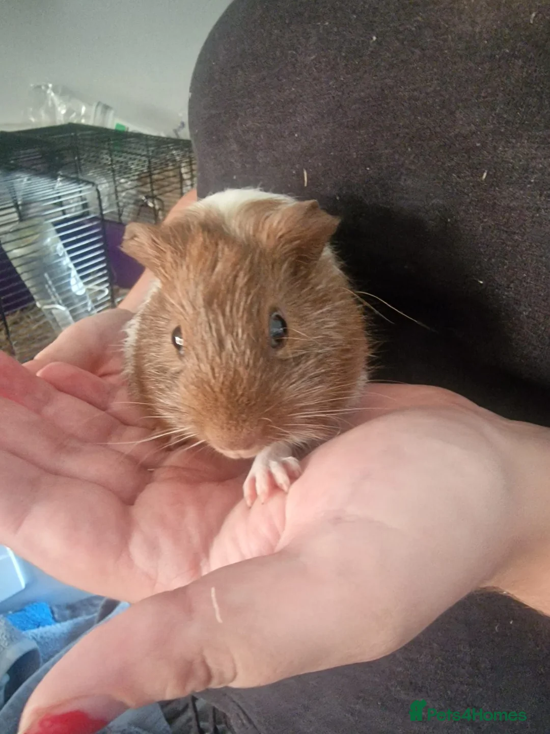Guinea Pig rodents for sale: Male guinea pigs  - Advert 2