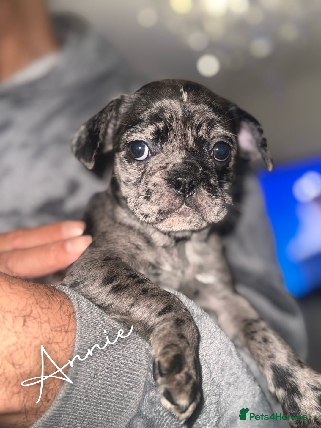 Frug dogs for sale: Black and Merle frugs. - Advert 2