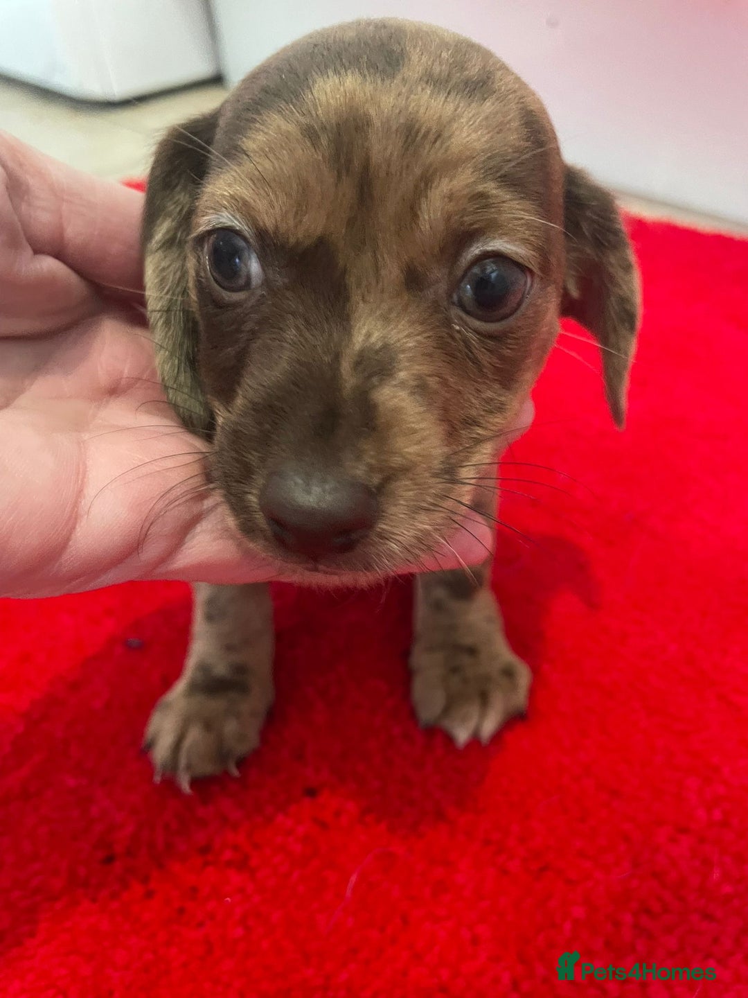 Mixed Breed dogs for sale: Dachshund x Jack Russel for sale - Advert 7