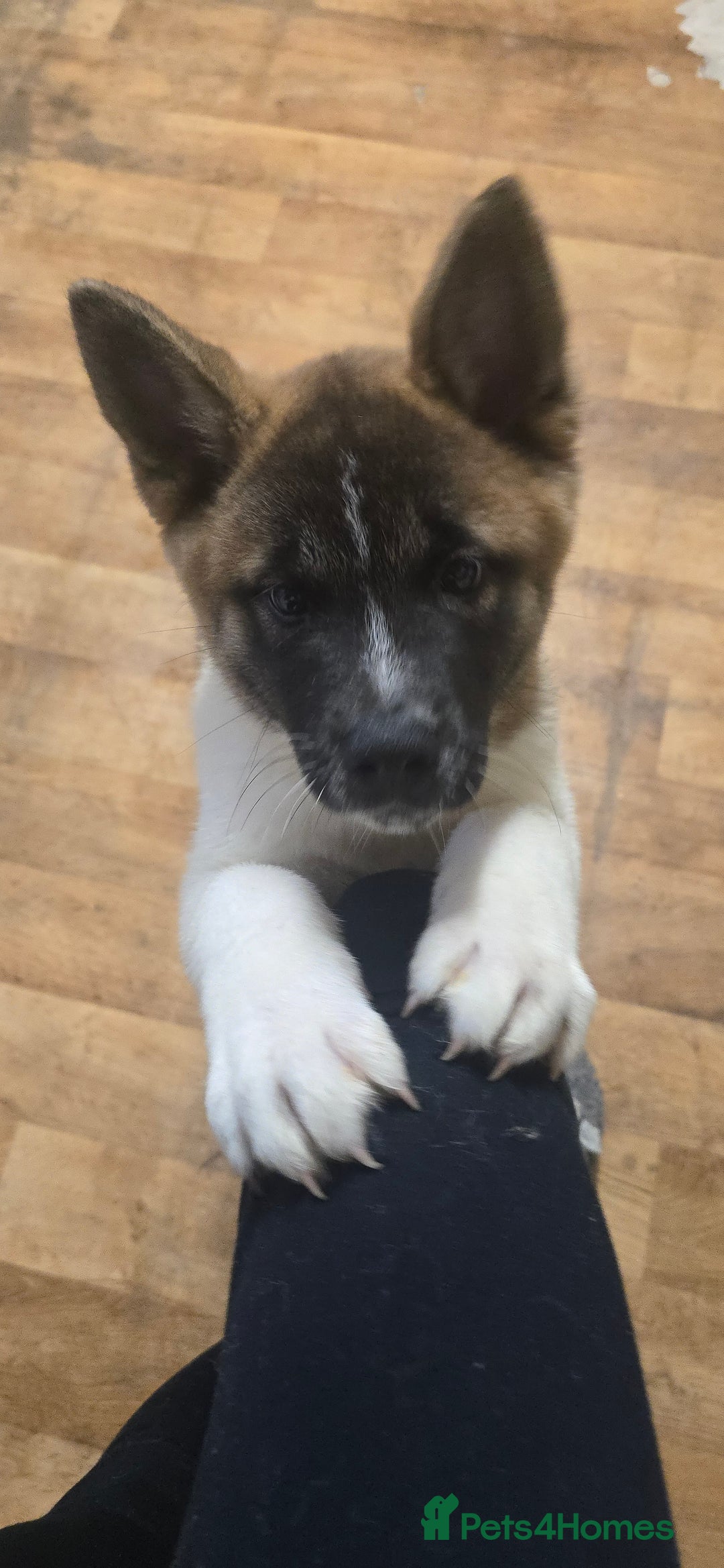 Akita dogs for sale: 1 female American akita pup - Advert 2