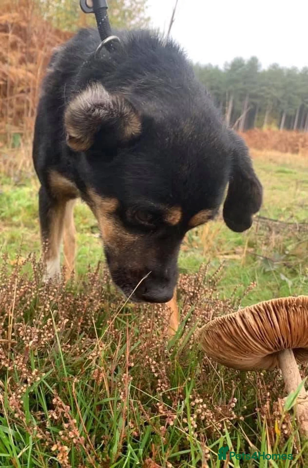 Mixed Breed dogs for adoption: Paddy - Norwich Norfolk  - Advert 18