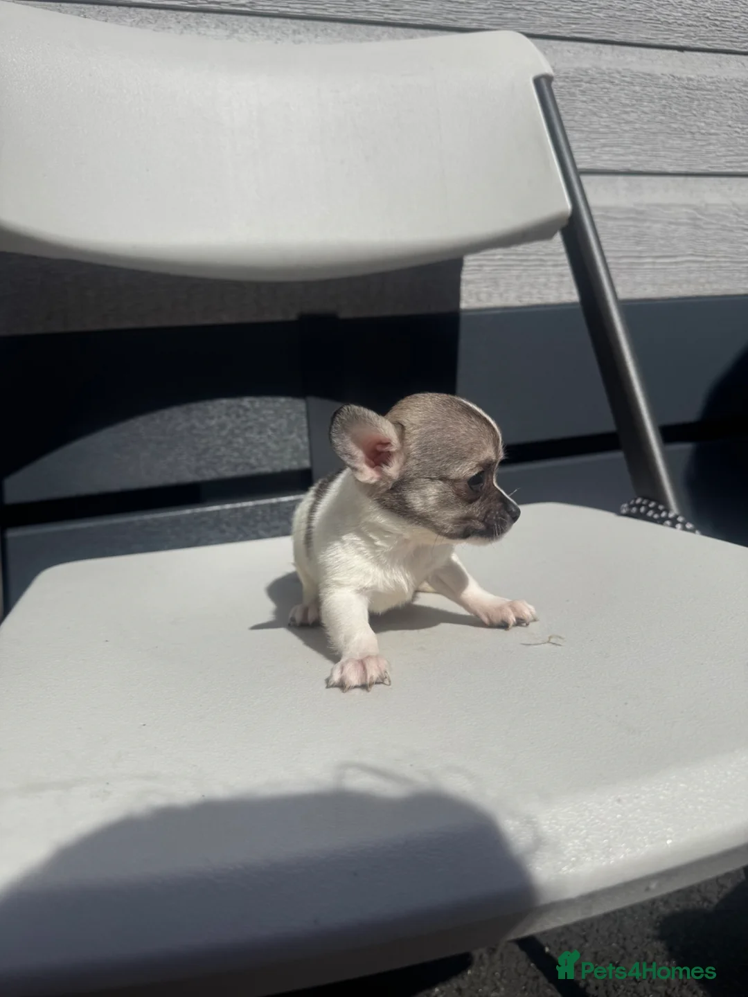 Mixed Breed dogs for sale: Bichon freeze cross Chihuahua - Advert 1