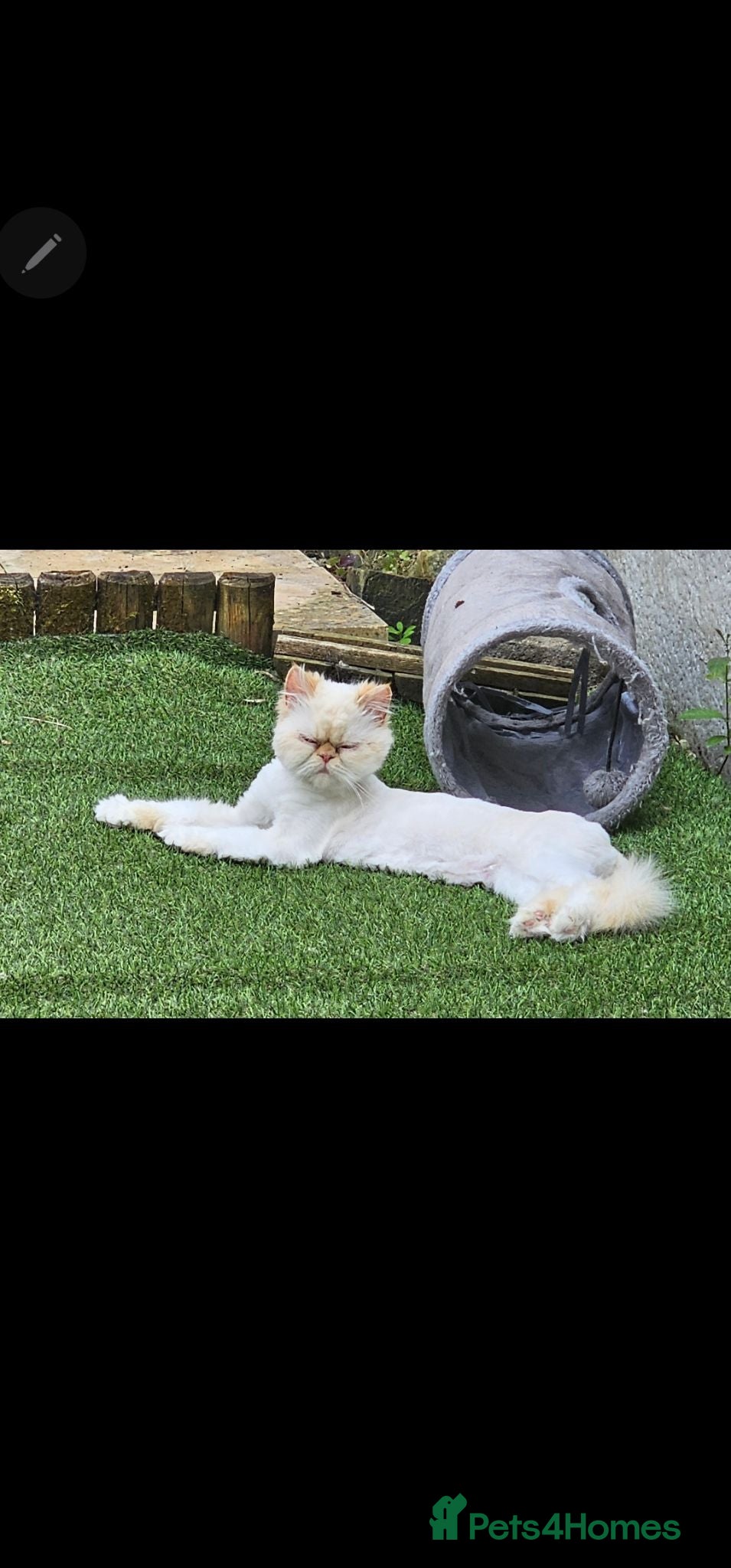 Persian cats Stunning GCCF colourpoint Persian  - Advert 5