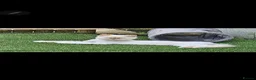 Persian cats for sale: Stunning GCCF colourpoint Persian  - Advert 2