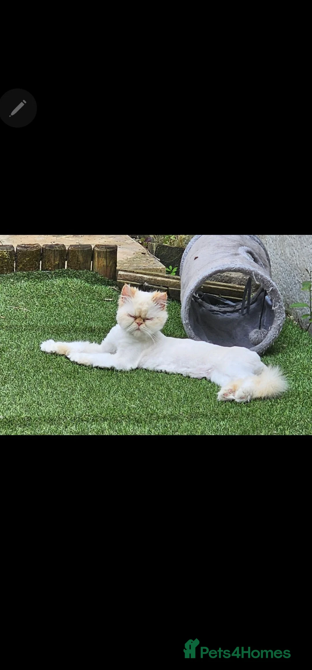Persian cats for sale: Stunning GCCF colourpoint Persian  - Advert 2