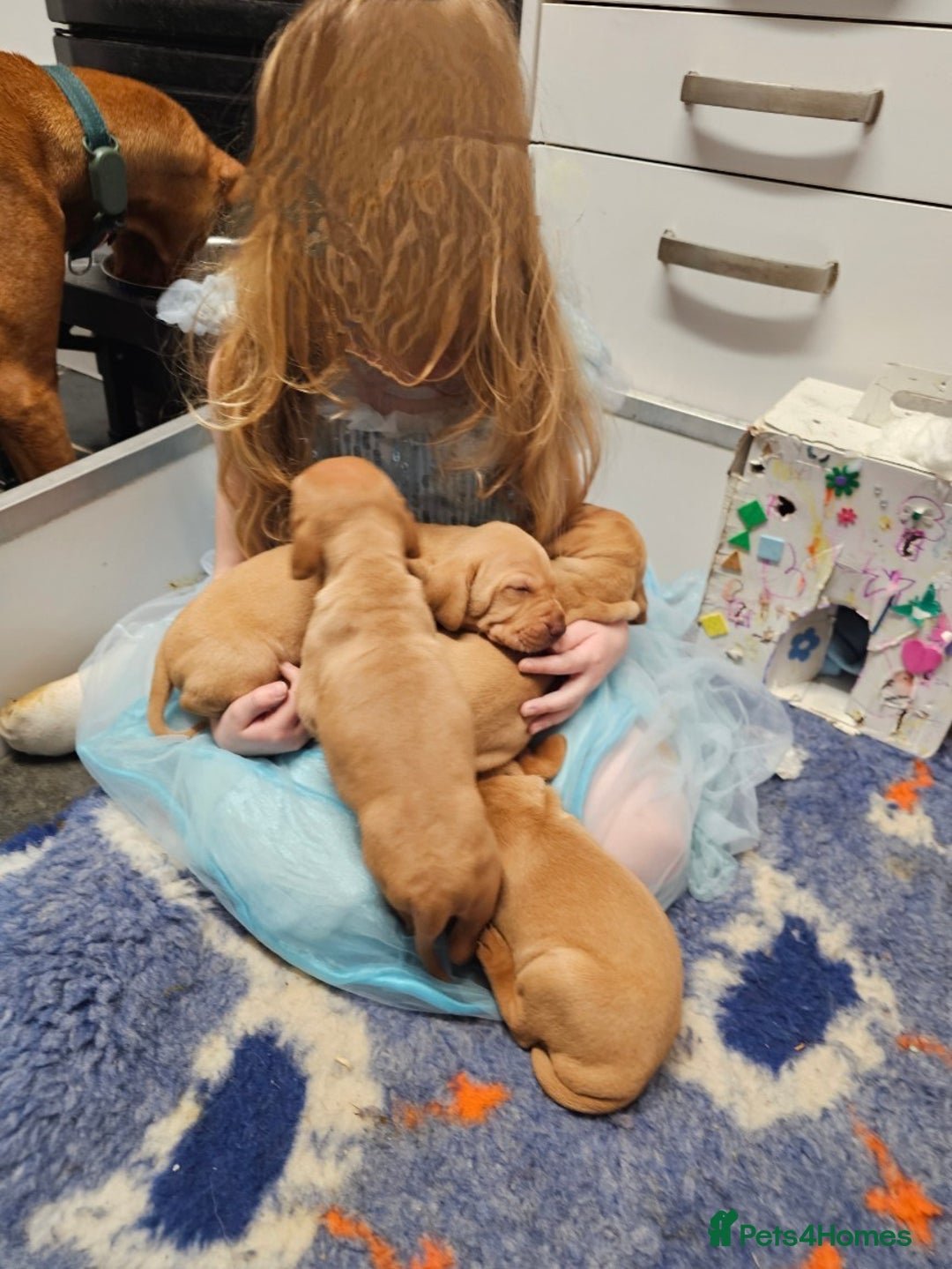 Hungarian Vizsla dogs for sale: Kc registered  - Advert 11