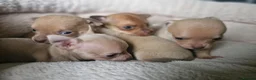 Chihuahua dogs for sale: Tiny chihuahuas 😌 - Advert 6