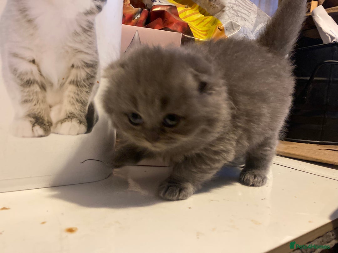 Scottish Fold cats for sale: Scottish fold kittens - Image 10