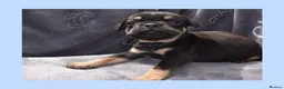 English Bulldog dogs for sale: Stunning Litter of Exotic English Bulldogs - Advert 22