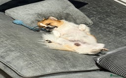Mixed Breed dogs for sale: 6 beautiful Shih Tzu/Pomerianian puppies !  - Image 24