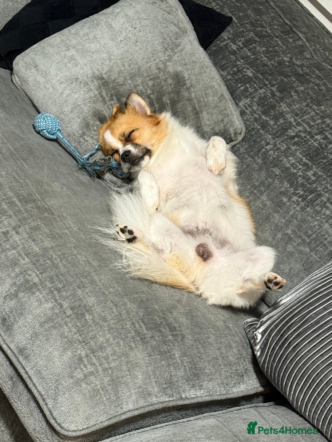 Mixed Breed dogs for sale: 6 beautiful Shih Tzu/Pomerianian puppies !  - Image 24
