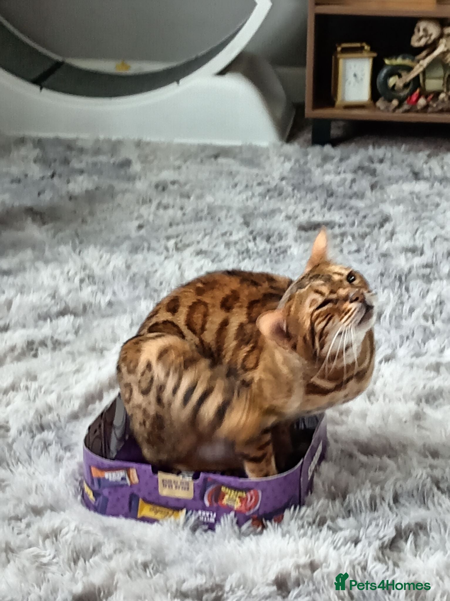 Bengal cats Female bengal  - Advert 2