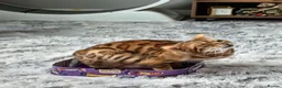 Bengal cats for sale: Female bengal  - Advert 1