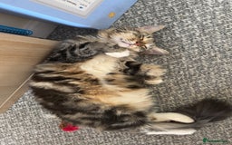 Bengal cats for sale: Re homing  - Image 3