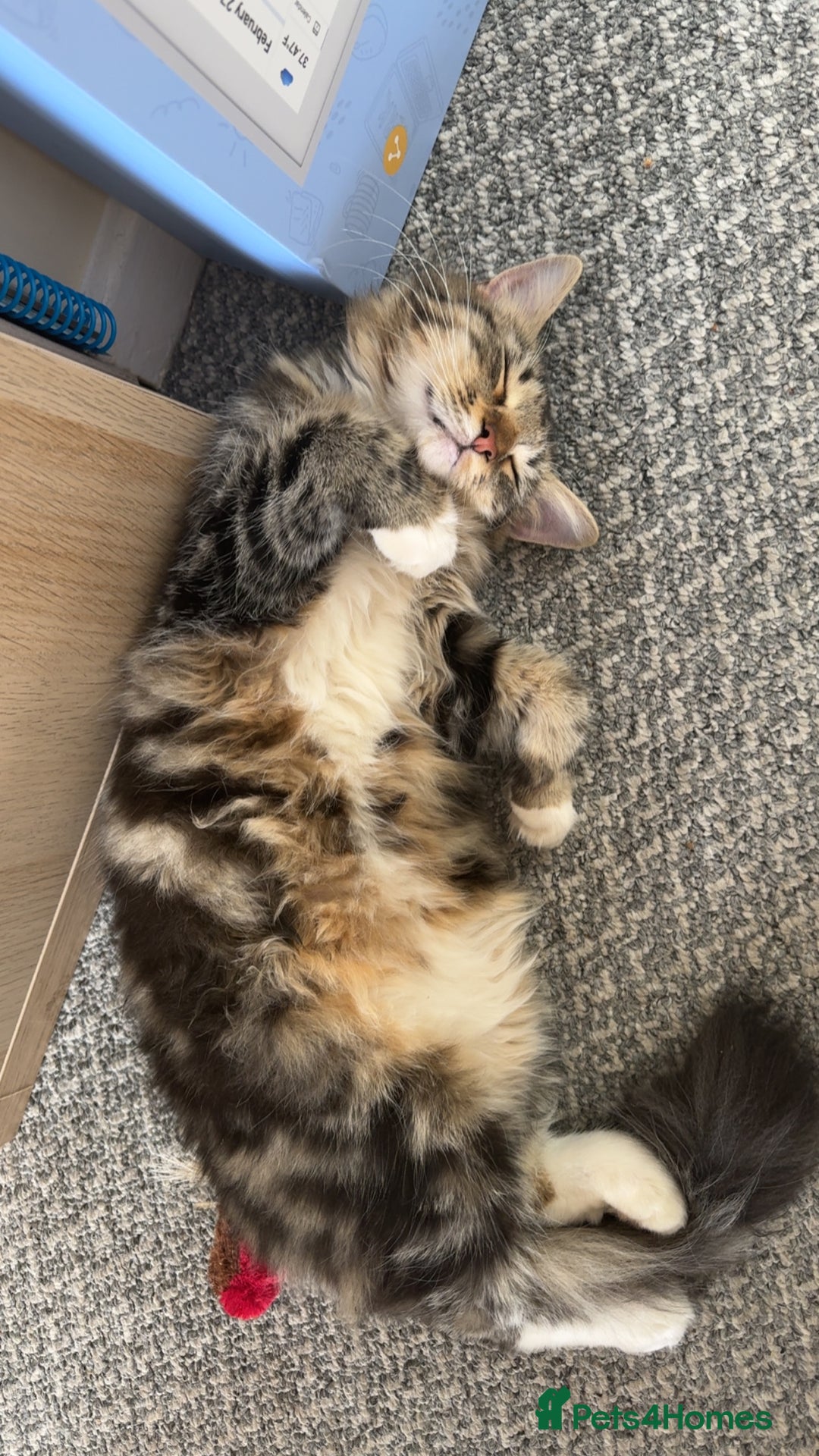 Bengal cats for sale: Re homing  - Image 3