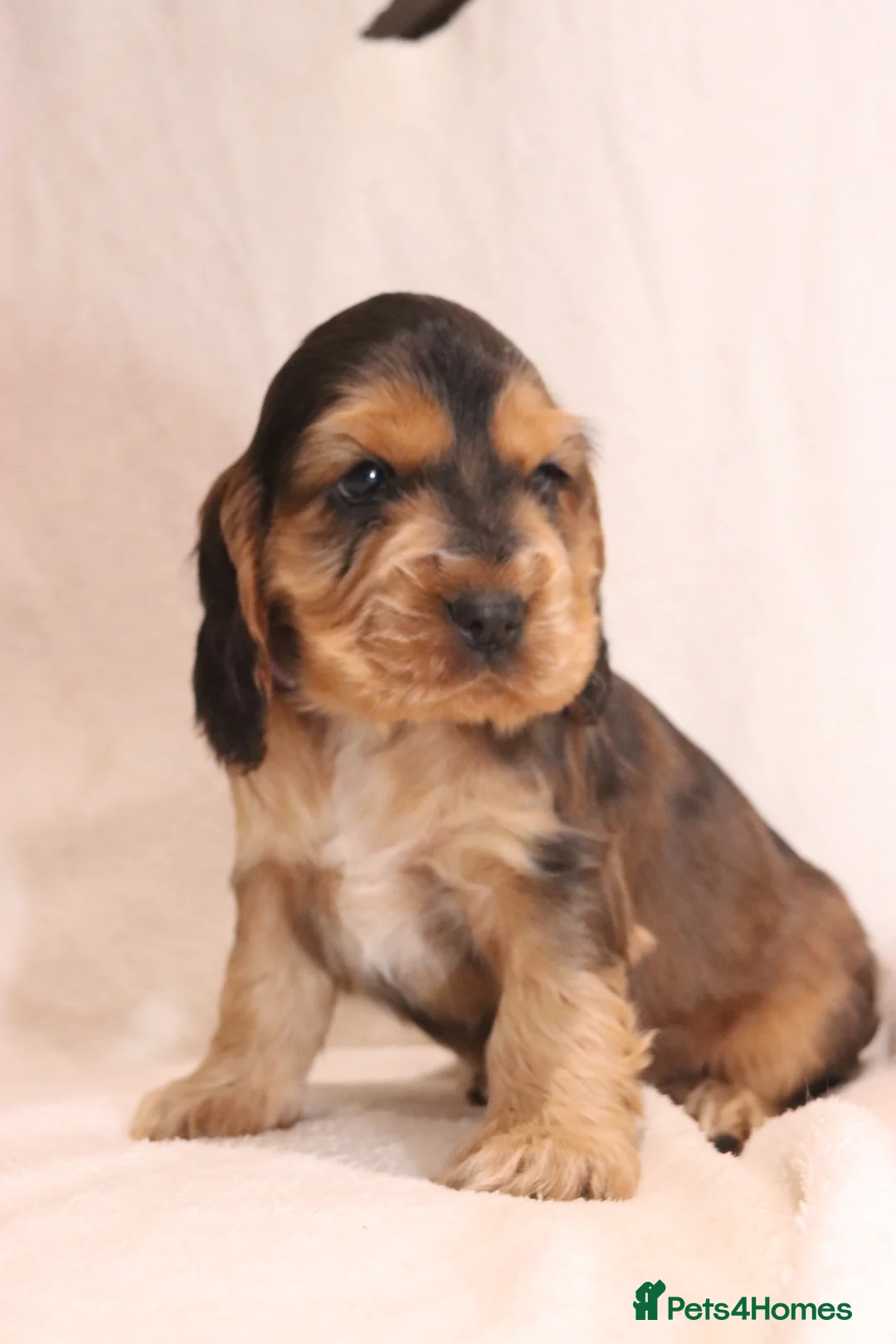 Cocker Spaniel dogs for sale: 🤎🧡 Chocolate Sable & Tan 🧡🤎 - Advert 1