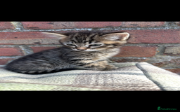 Bengal cats for sale: Beautiful Bengal Kittens  - Image 2