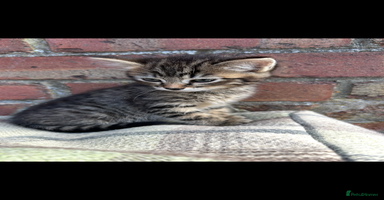 Bengal cats - Advert 10