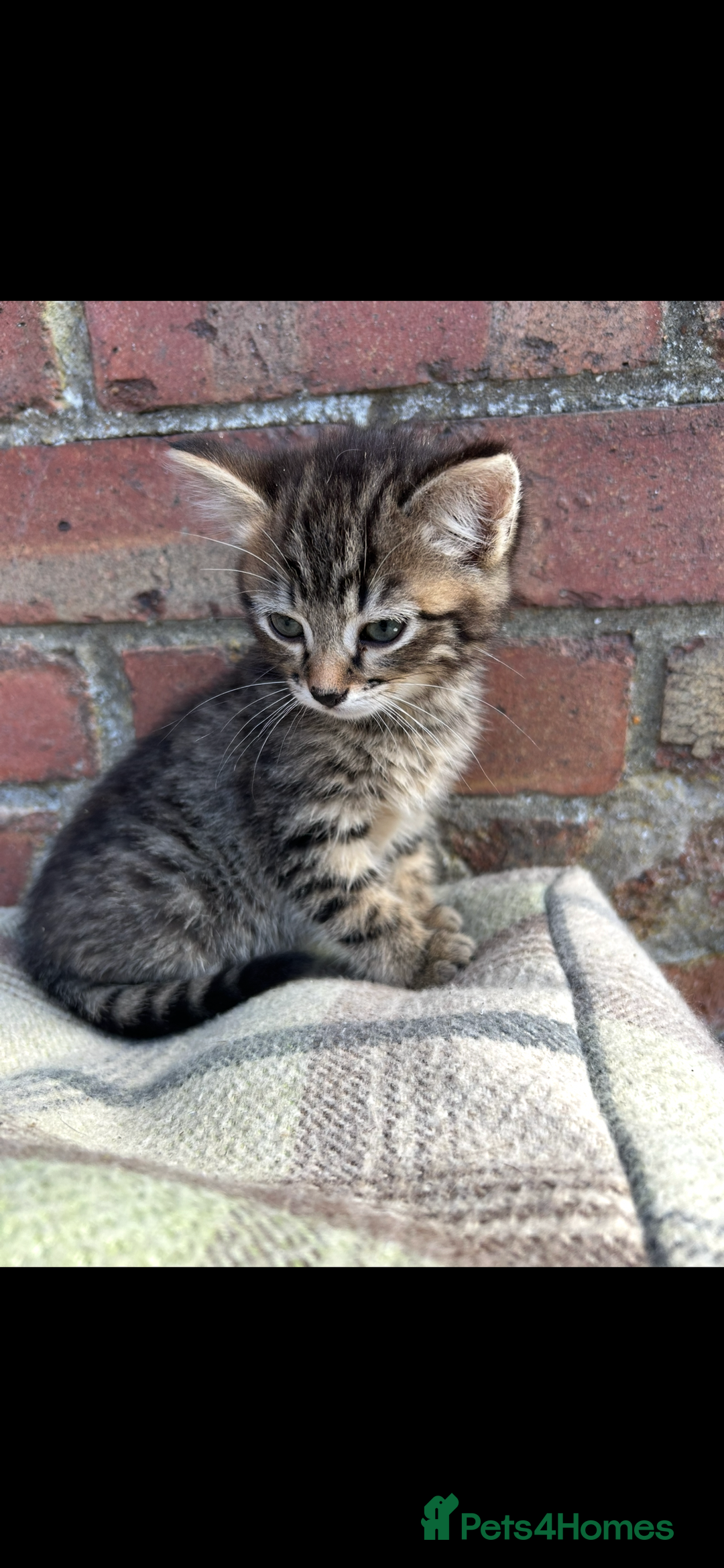 Bengal cats for sale: Beautiful Bengal Kittens  - Image 2