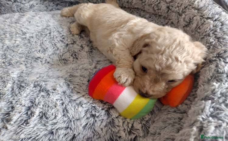 Labradoodle dogs - Advert 3