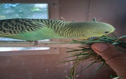 Budgerigars birds for sale: 2 green sibling budgerigars  - Image 1