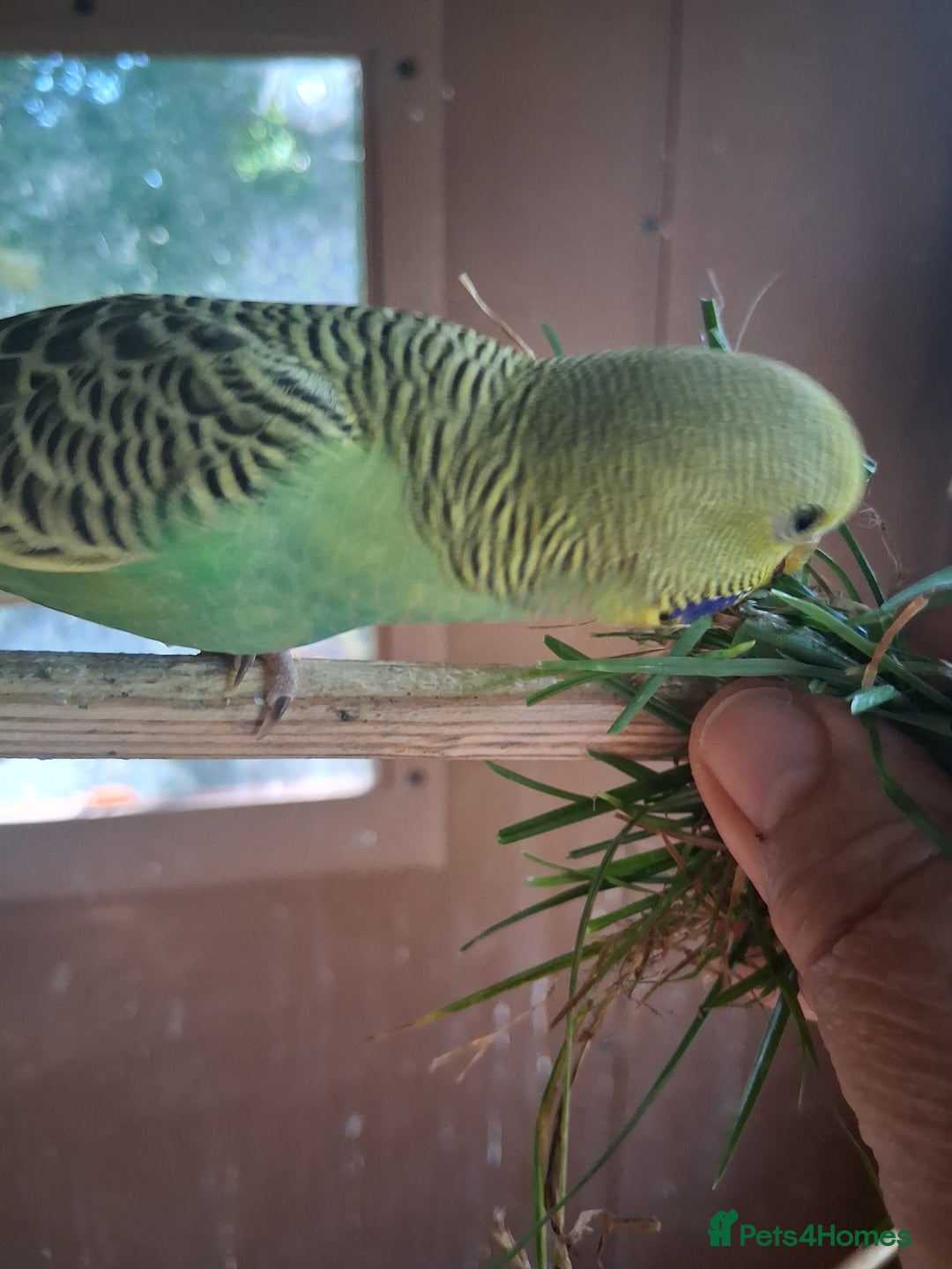 Budgerigars birds for sale: 2 green sibling budgerigars  - Image 1