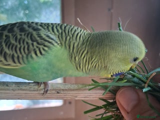 Budgerigars birds - Advert 28