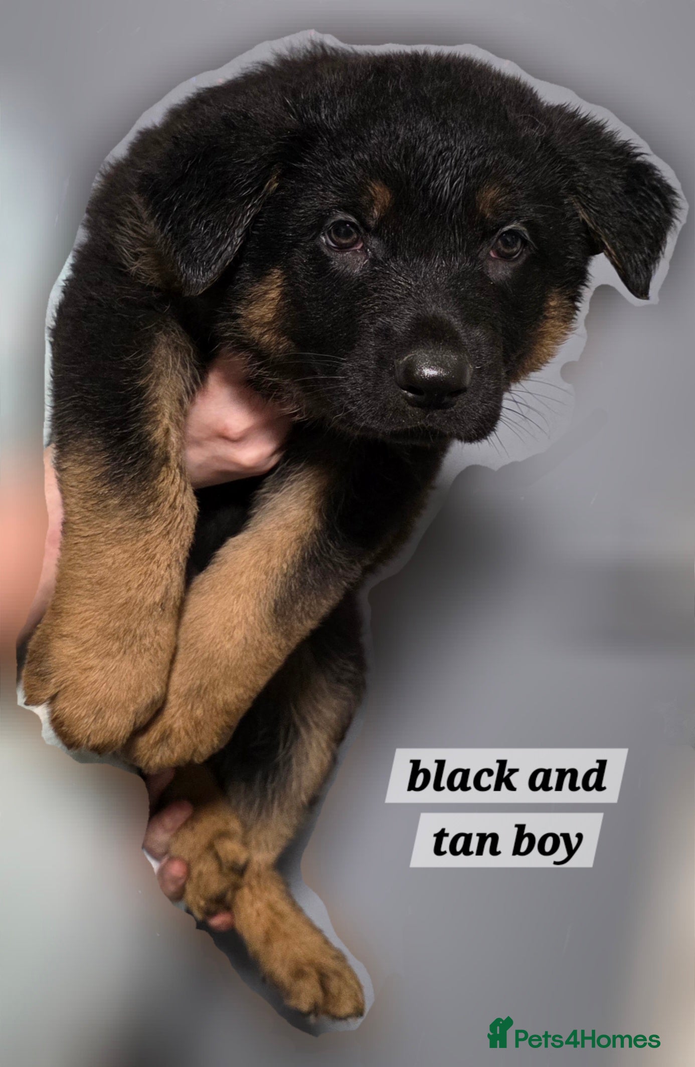 German Shepherd dogs German Shepherd puppies for sale - Advert 10