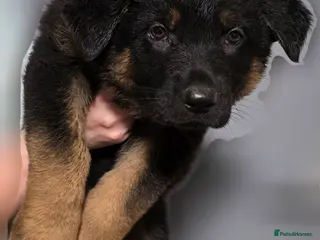 German Shepherd dogs German Shepherd puppies for sale - Advert 10