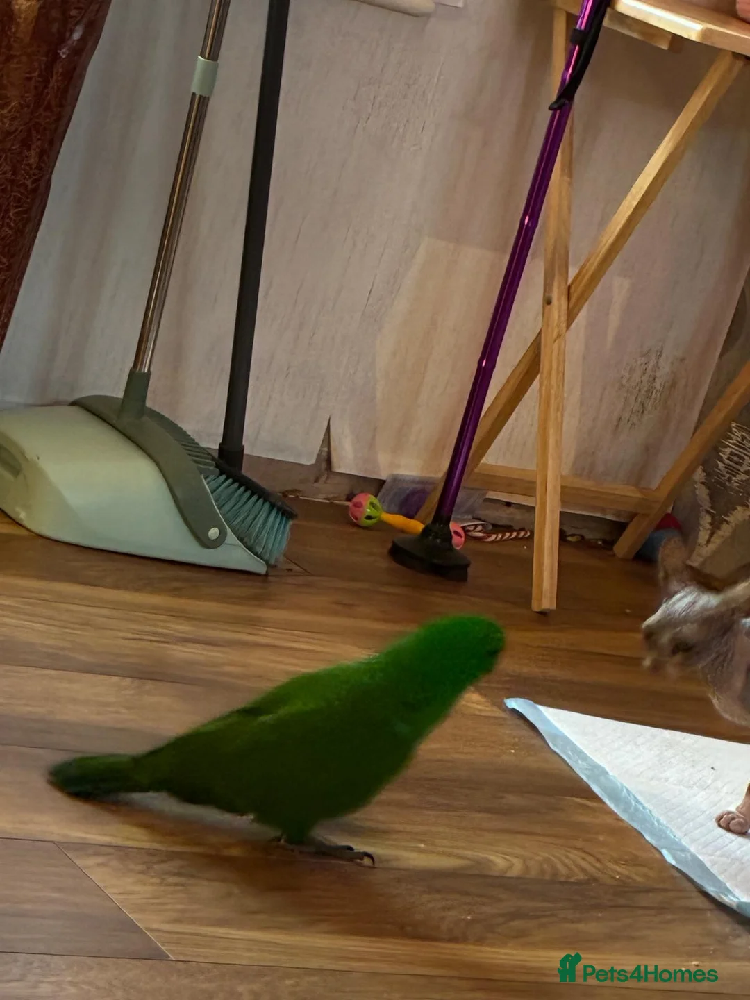 Parrots birds for sale: Electus male in Nottingham - Advert 2