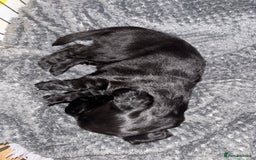 Flat coated Retriever dogs for sale: Flat coated male puppy  - Image 1