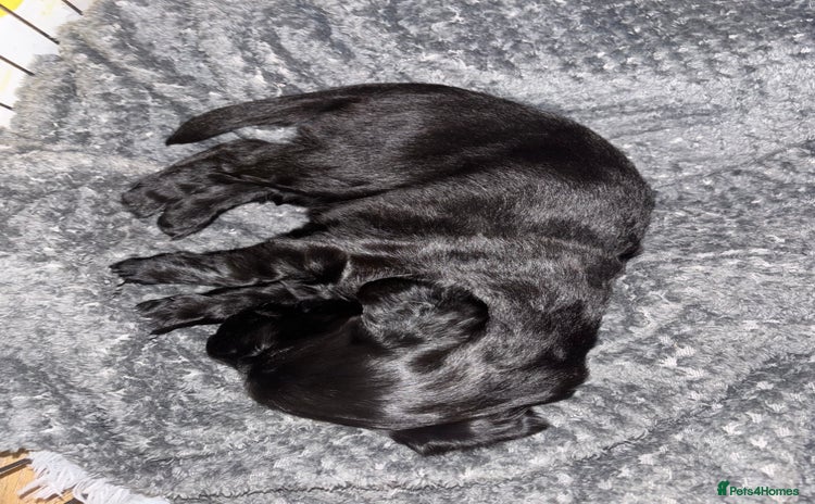 Flat coated Retriever dogs - Advert 1
