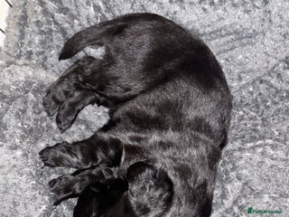 Flat coated Retriever dogs - Advert 9