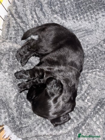 Flat coated Retriever dogs - Advert 9