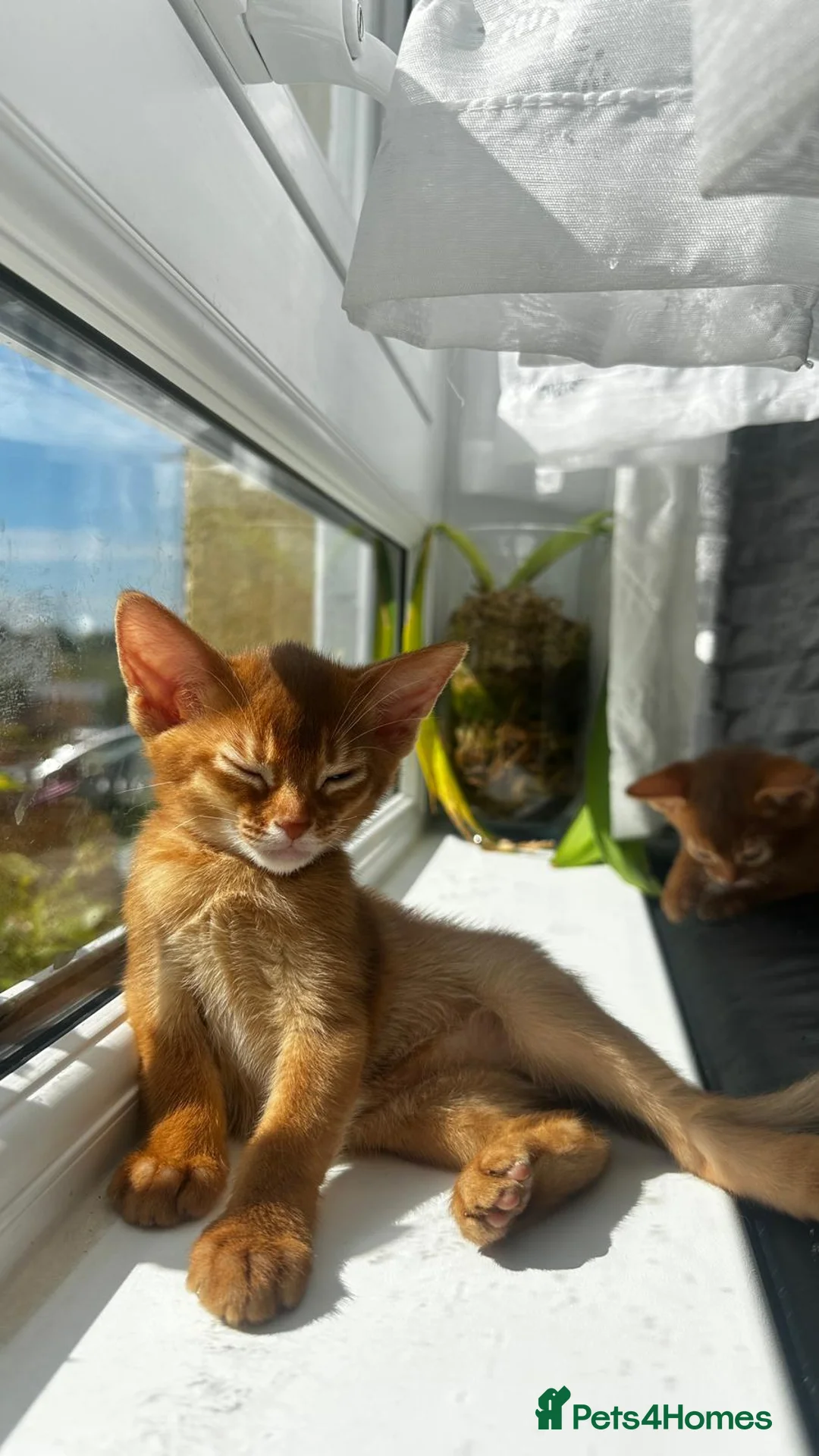 Abyssinian cats for sale: Abyssinian kittens  - Advert 19