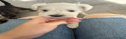 Miniature Schnauzer dogs for sale: KC Registered Miniature Schnauzer Puppies - Advert 24