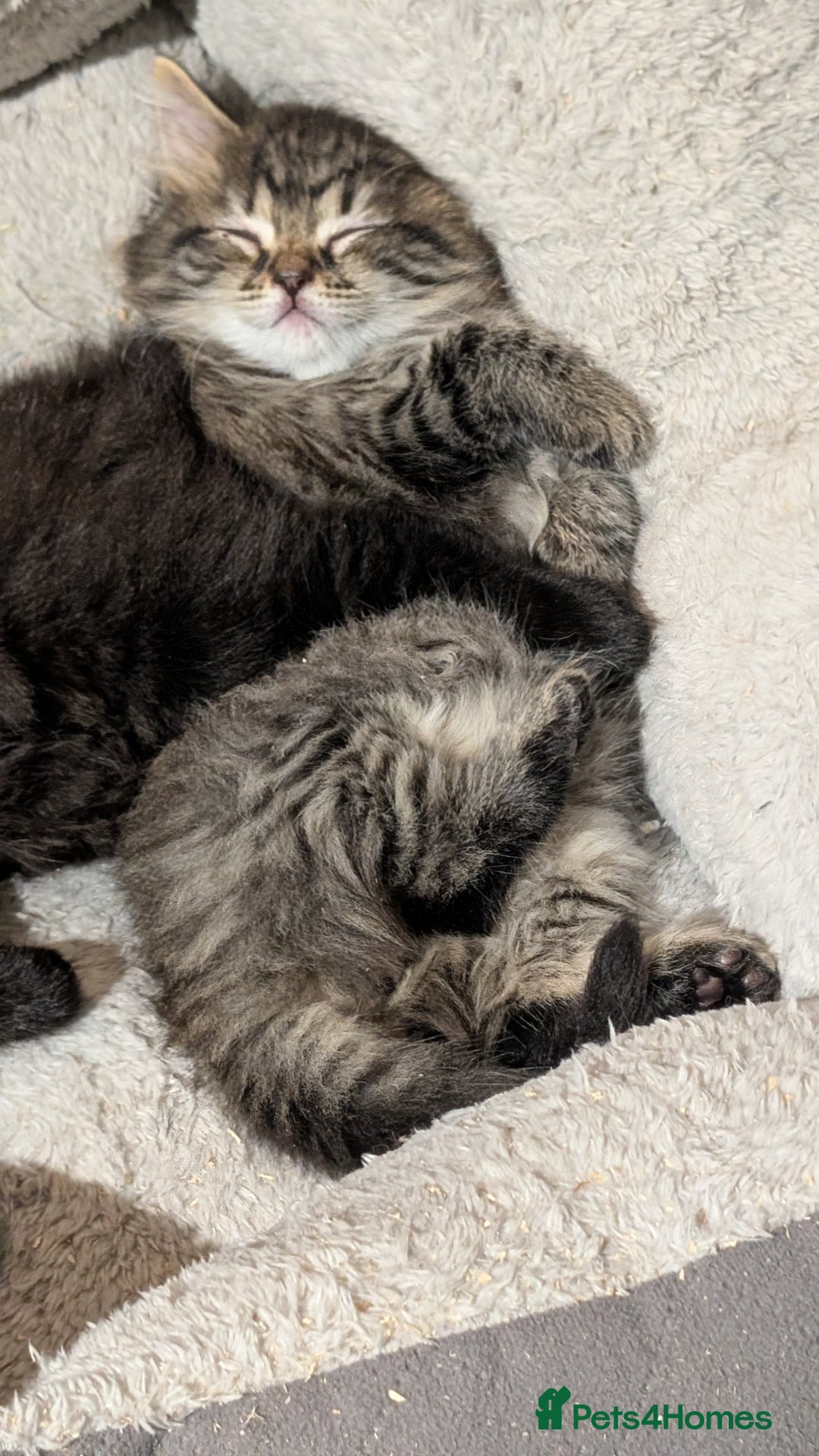Scottish Fold cats for sale: 2 beautiful Scottish fold  - Image 3