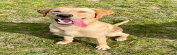 Labrador Retriever dogs for sale: Pedigree Labrador Puppies ready 10th September  - Advert 20