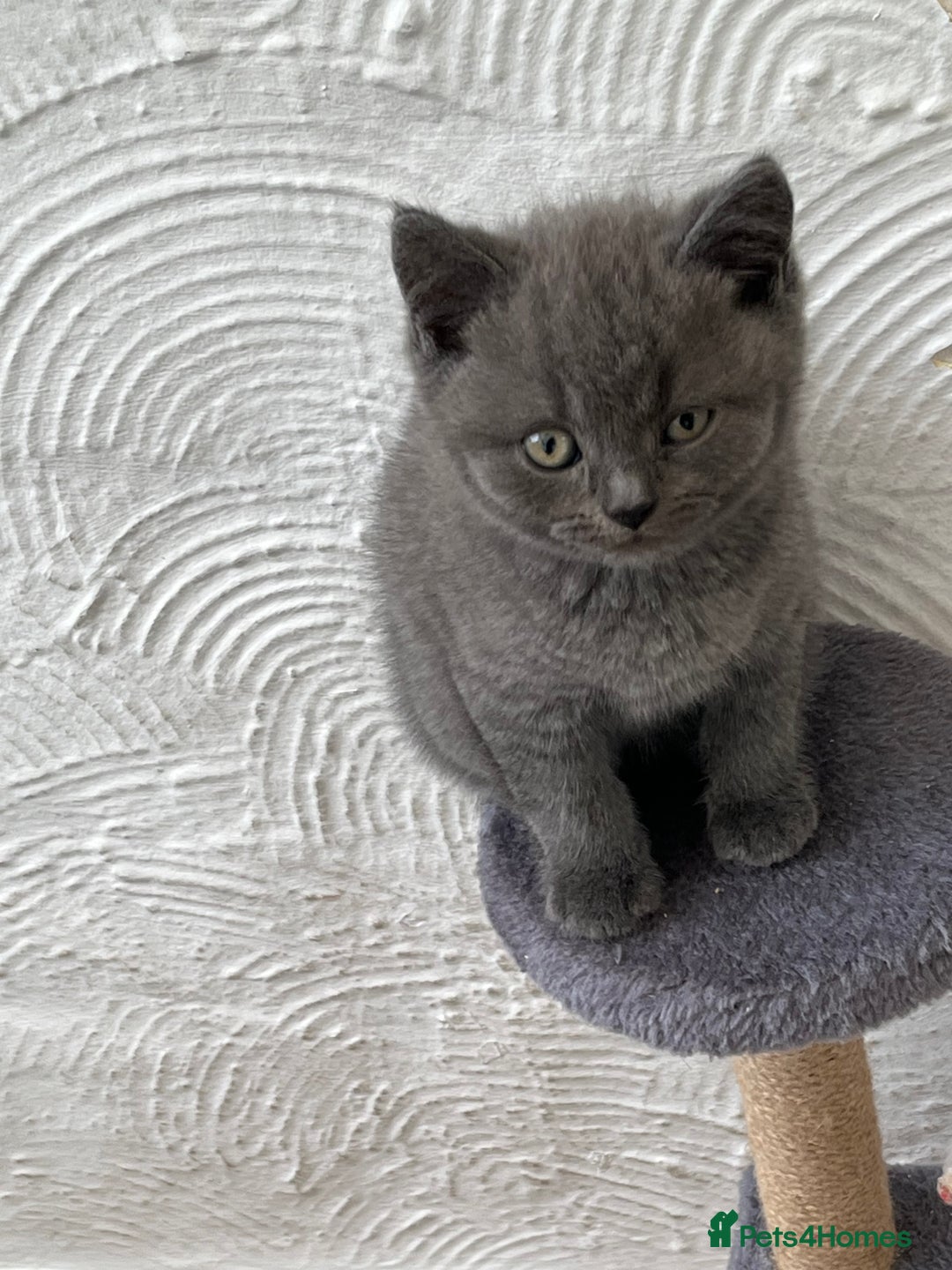 British Shorthair cats for sale: Gorgeous British shorthaired kittens - Image 5