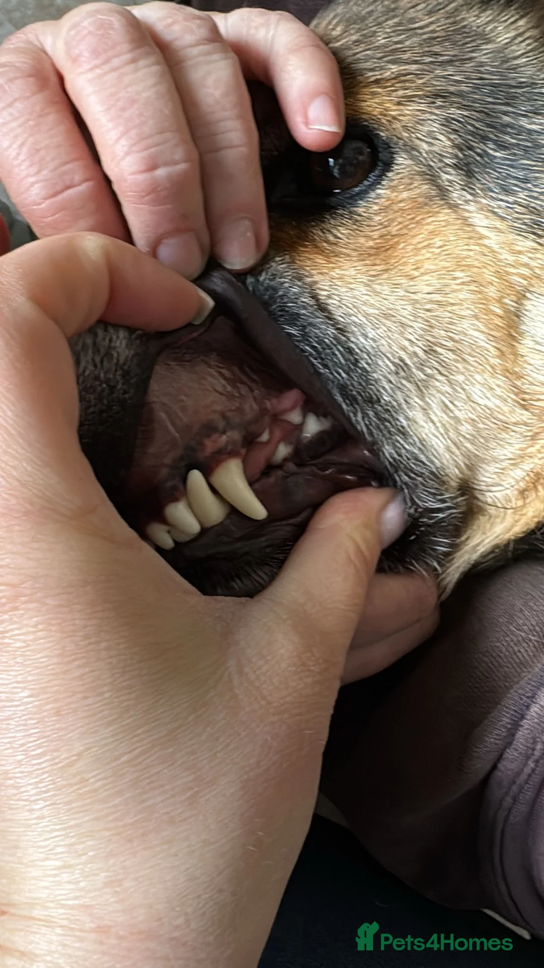 Mixed Breed dogs for adoption: Saved from traffic, now ready for a Loving Home in Nottingham - Advert 11