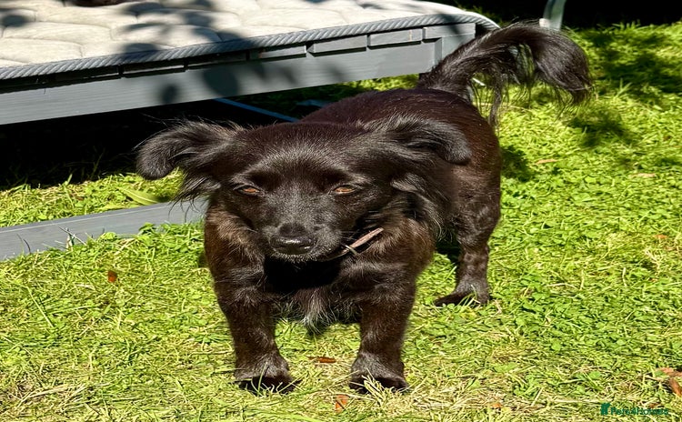 Schipperke dogs - Advert 9