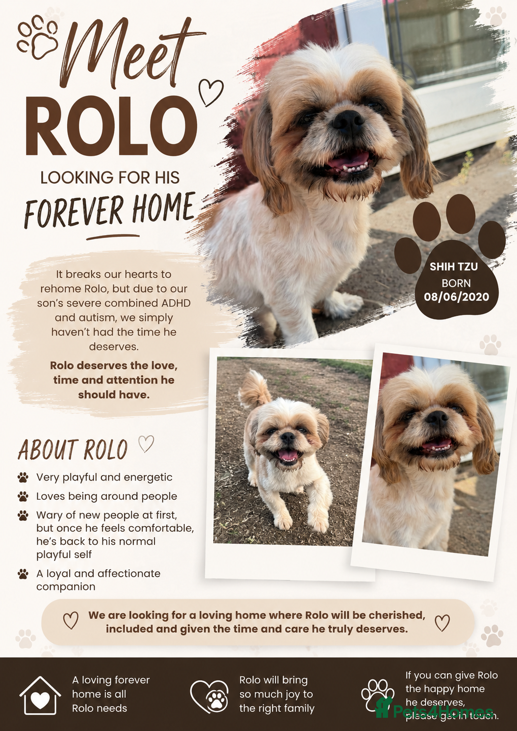 Shih Tzu dogs for sale: ROLO – LOOKING FOR HIS FOREVER HOME - Advert 1
