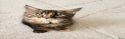 Maine Coon cats for sale: 🤩Sweet Lion Brown Torbie & White Tabby Maine Coon - Advert 3