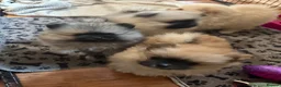 Pomeranian dogs for sale: Double Champion Lines Pomeranian KC Reg - Advert 13